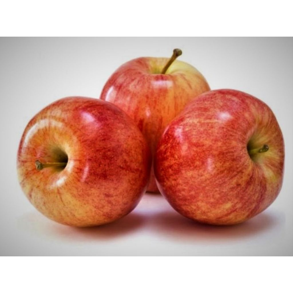 Mele Gala - CA' BARLETI