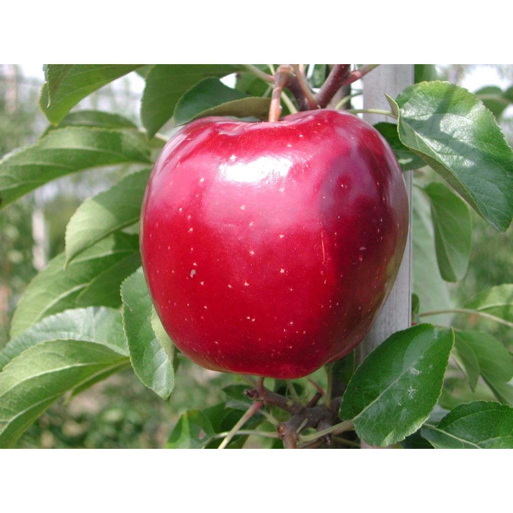 Mele Modì - CA' BARLETI