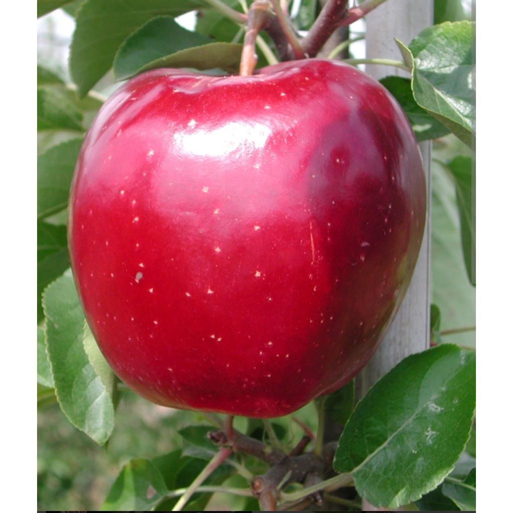 Mele Modì piccole rete da 3 kg - CA' BARLETI