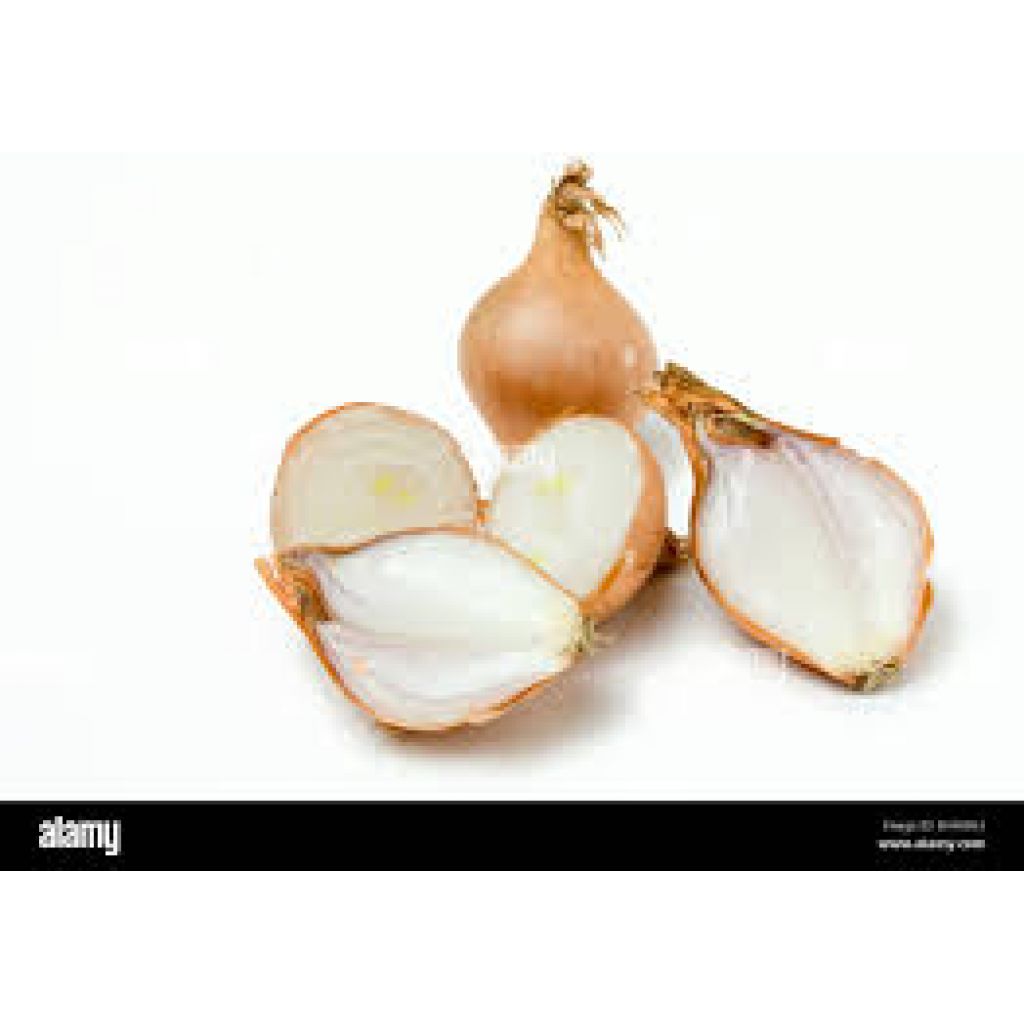 Scalogno bianco - CA' BARLETI