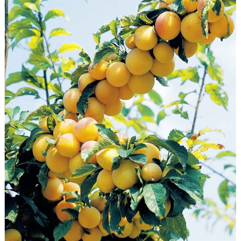 Susine Sorriso 1kg - CA' BARLETI