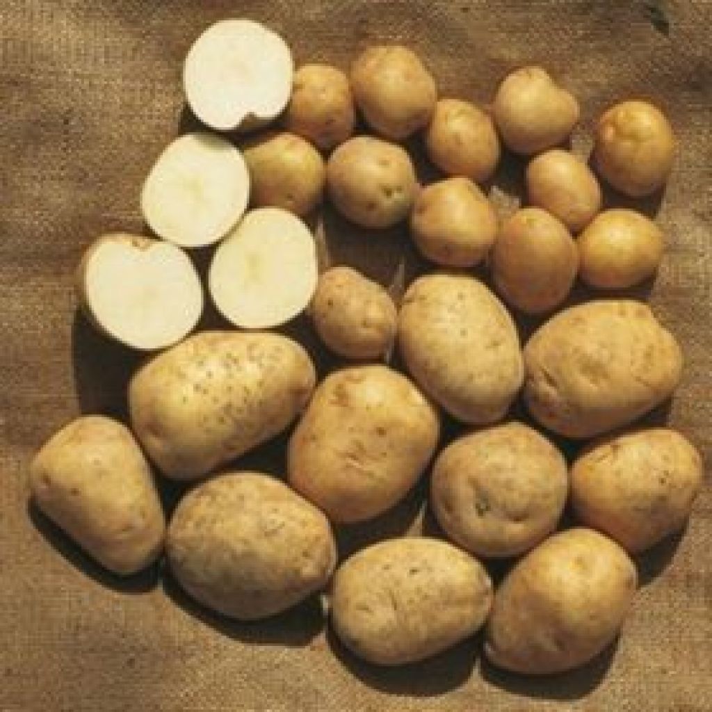 Patate varietà Kennebec 1kg - IL CHIUSETTO