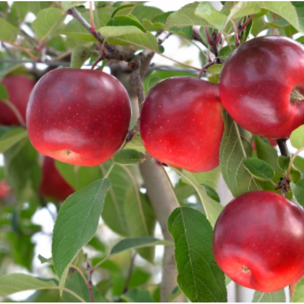 Mele Inored Story - LA CIMBALONA