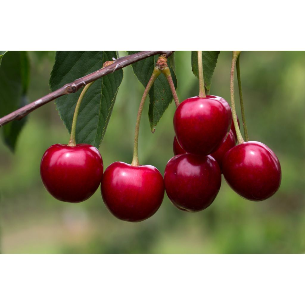 CILIEGIE 1kg - DESIDIA