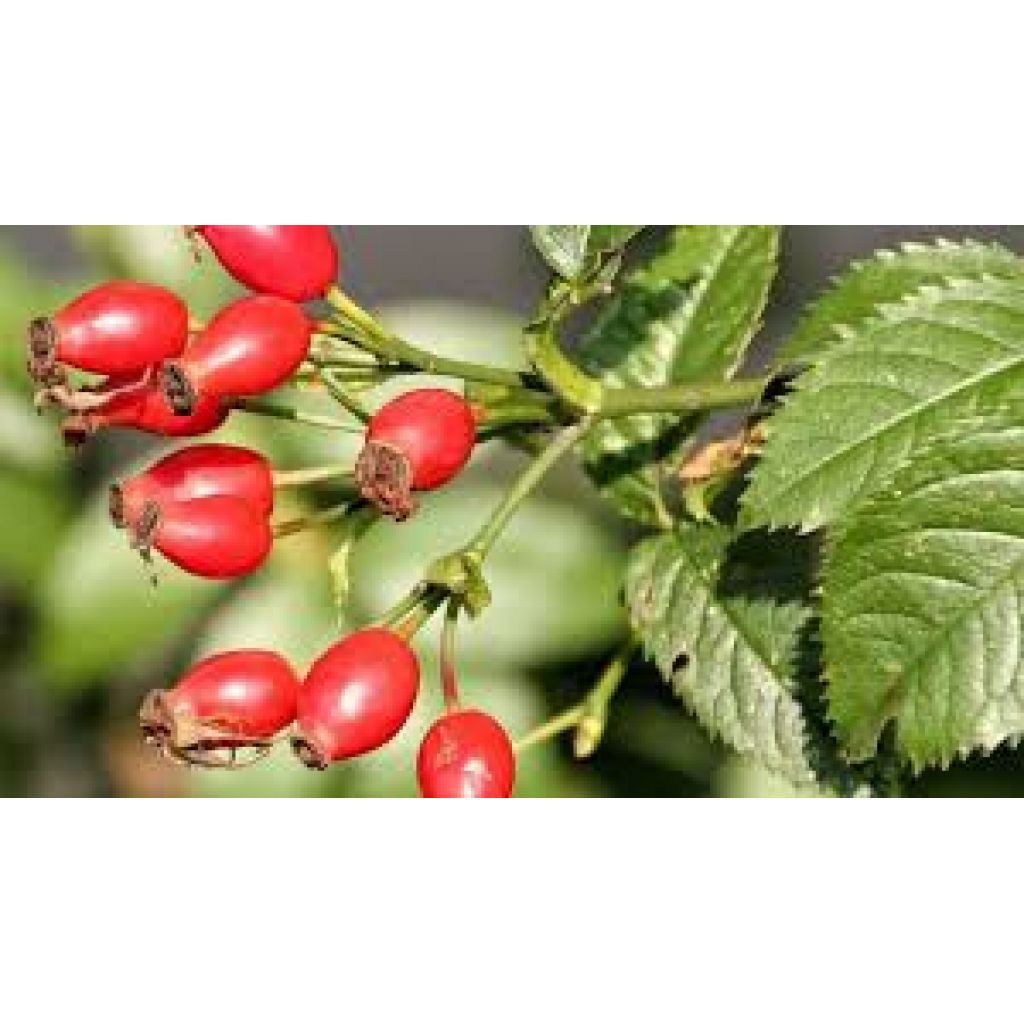 Confettura bacche di rosa canina 180g - DESIDIA