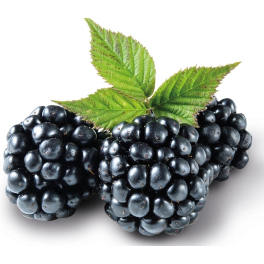 More cestino 125gr - DESIDIA