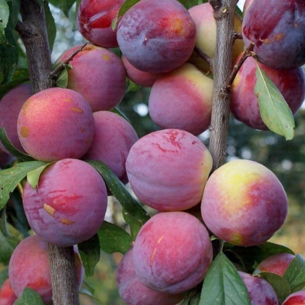 Susine rosse e gialle 1KG - DESIDIA