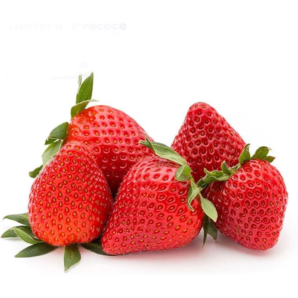 FRAGOLE 500gr - MENGOZZI