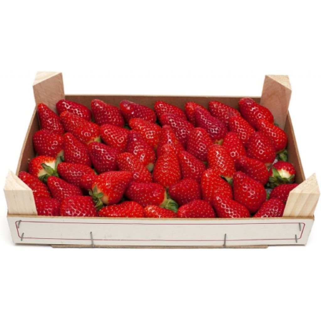 FRAGOLE CASSETTA 5kg - MENGOZZI