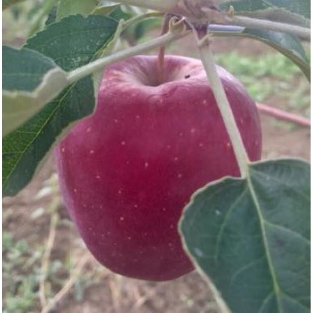 Mele Inored Story - MANUEL MONTANARI