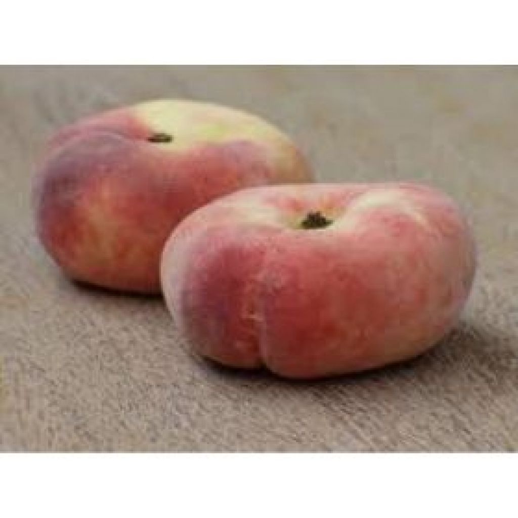 Pesche saturnine bianche - MANUEL MONTANARI