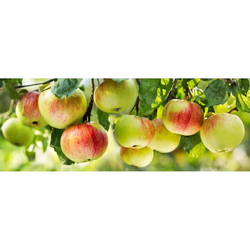 Mele Smeralda - MANUEL MONTANARI