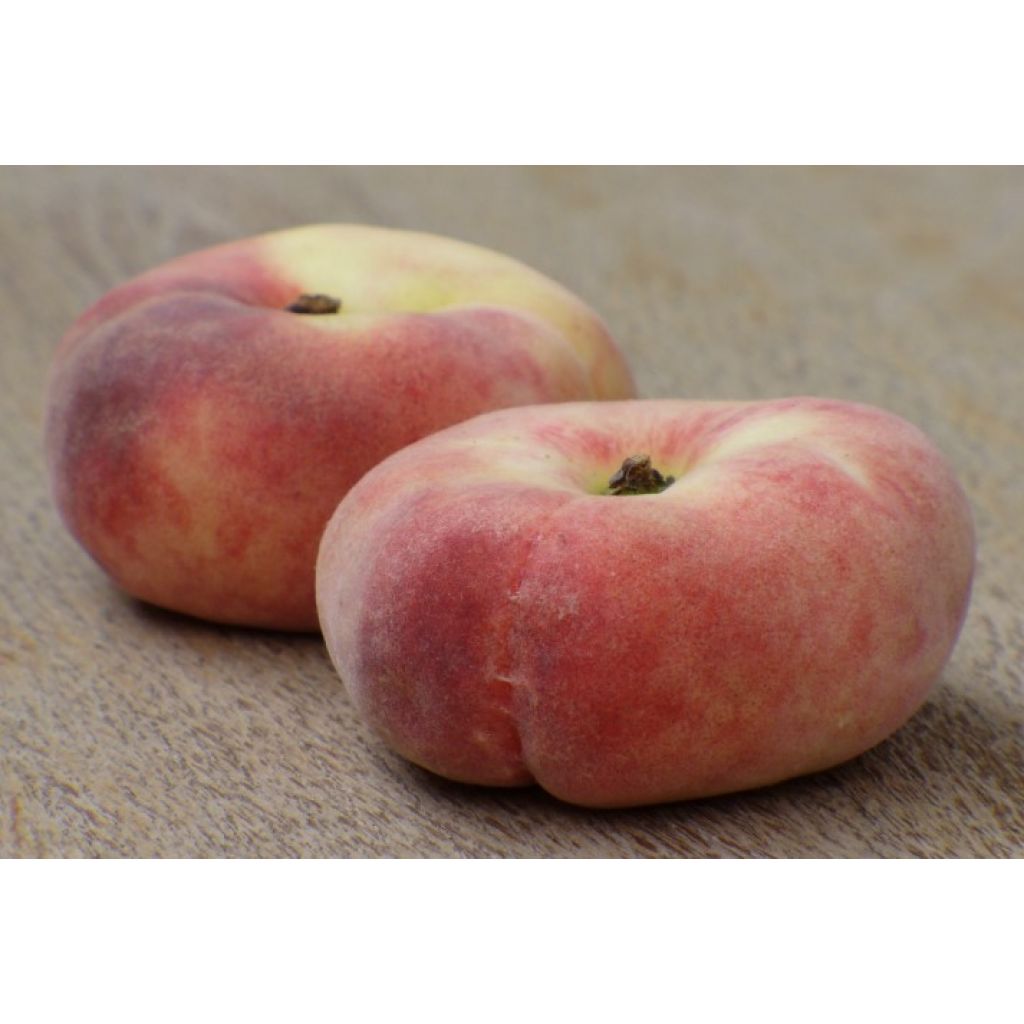 Pesche Saturnine - POGGI MILENA