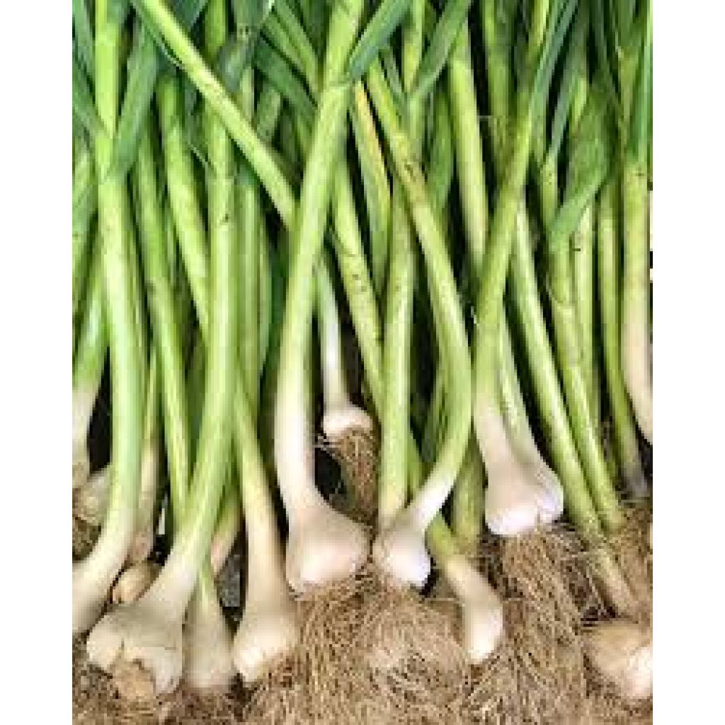 AGLIO FRESCO 1kg - RIVALTA