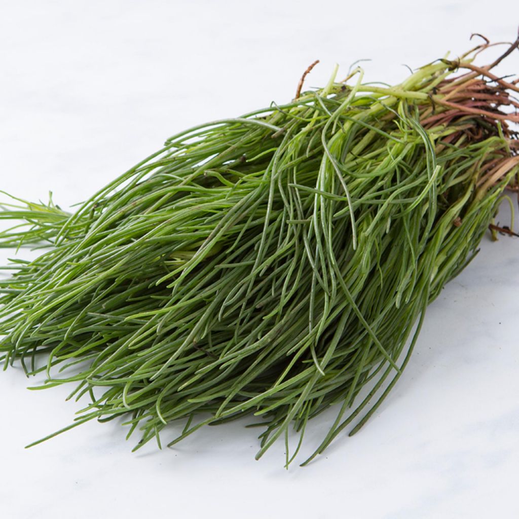 Lischi 1kg - RIVALTA