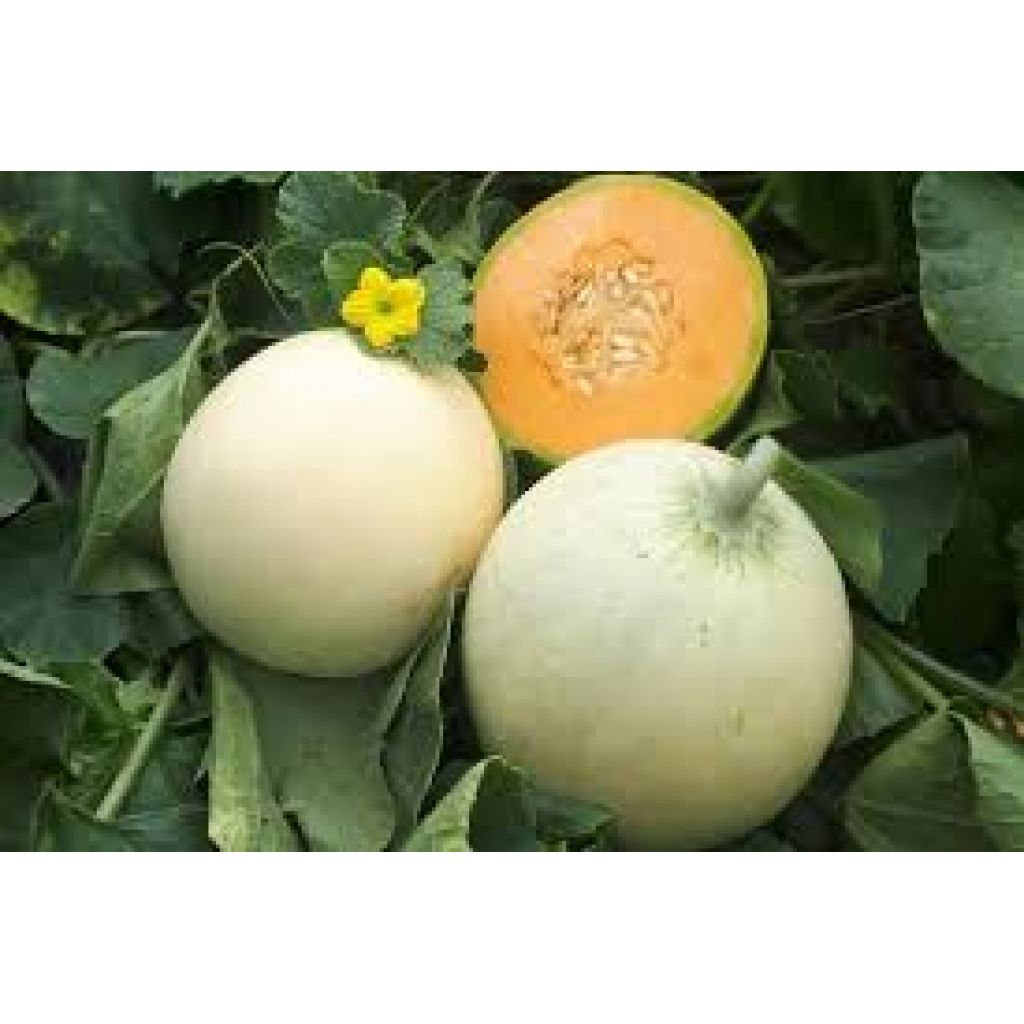 Melone Liscio circa 1,5 kg - RIVALTA
