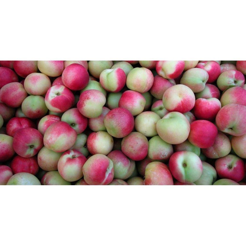 Pesche nettarine Merendelle - 1kg - RIVALTA