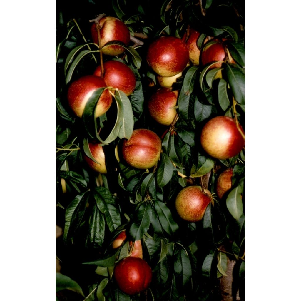Nettarine variet&agrave; Romagna - RIVALTA