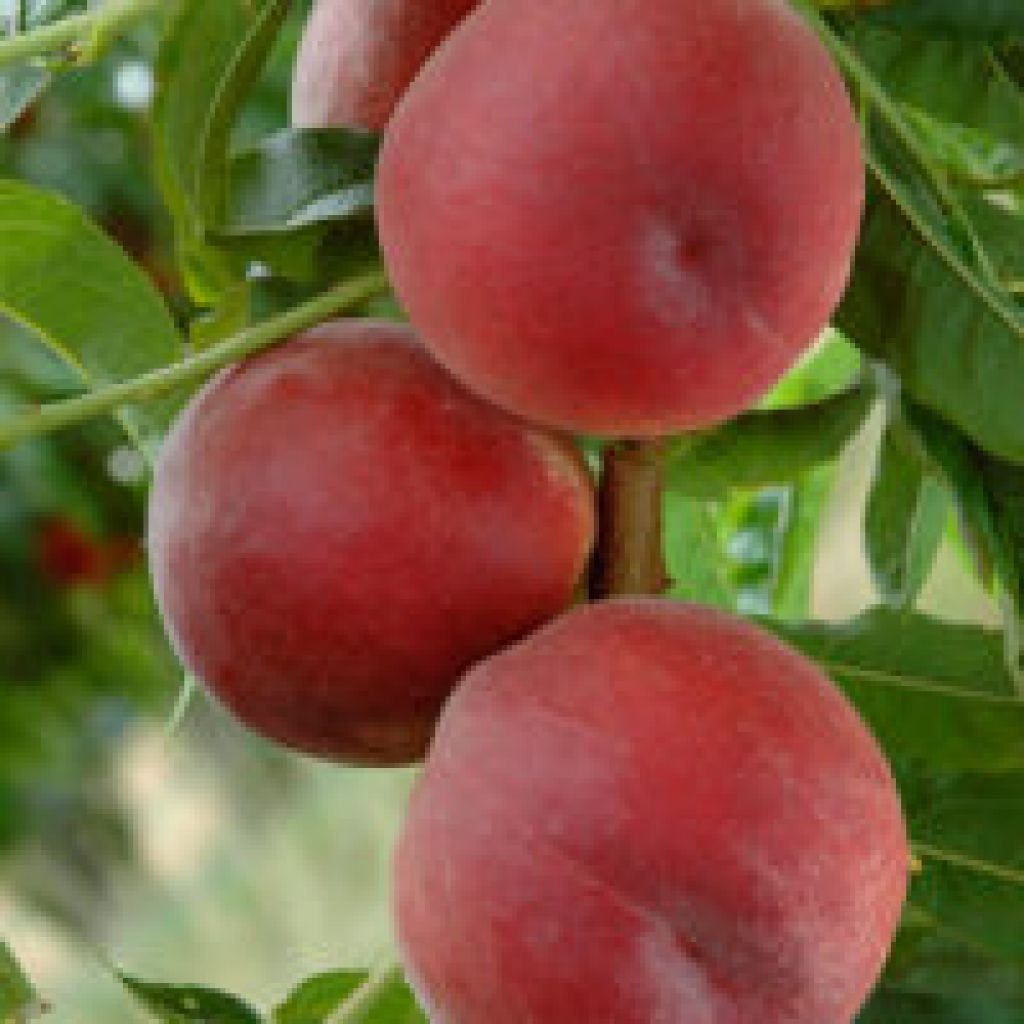 Pesche variet&agrave; sugar time - RIVALTA