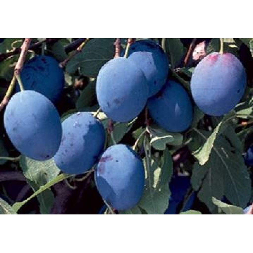 Prugne stanley 1 kg - RIVALTA