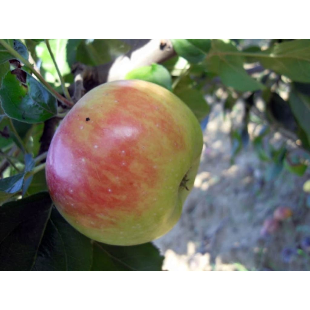 Mele rosa doppia variet&agrave; antica 1kg - RIVALTA
