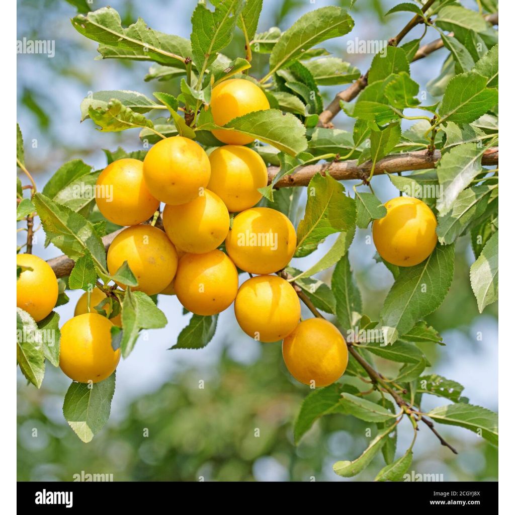 SUSINE 1kg - RIVALTA