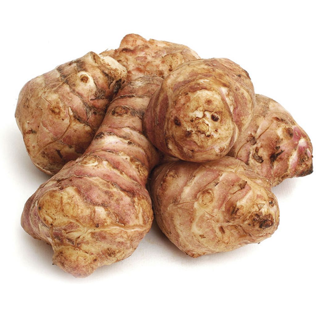 TOPINAMBUR 2kg - RIVALTA