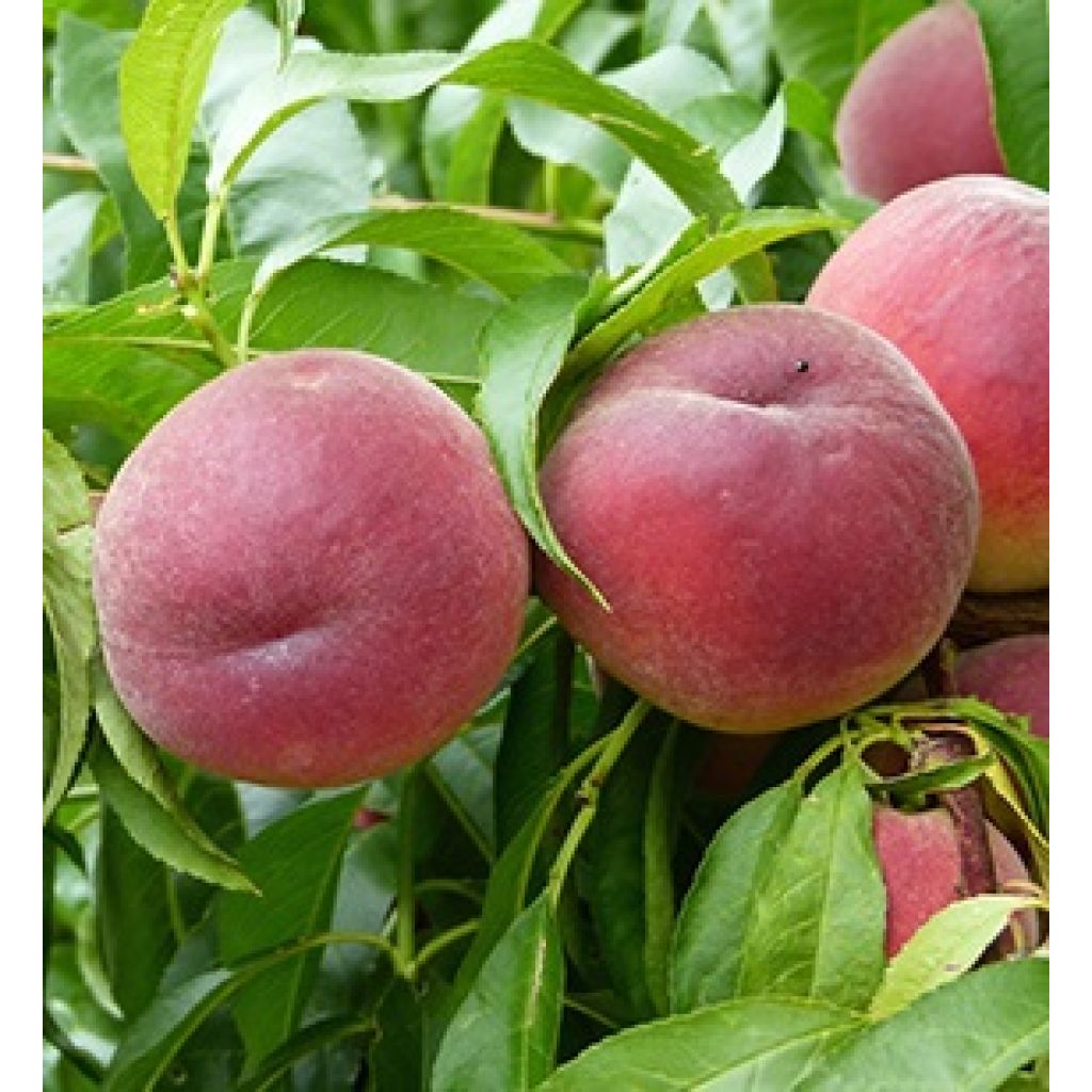 Pesche GIALLE - RIVALTA