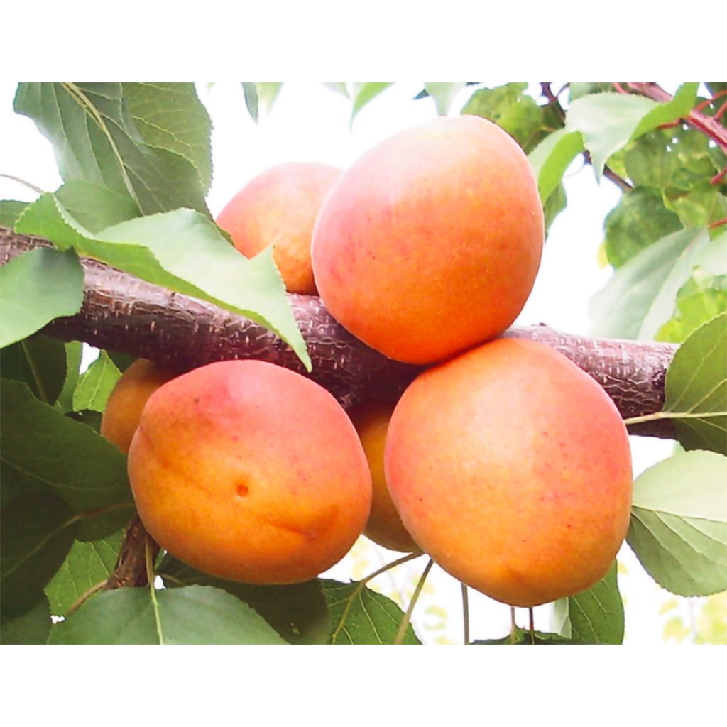 Albicocche variet&agrave; Farbaly - LA RONCONA