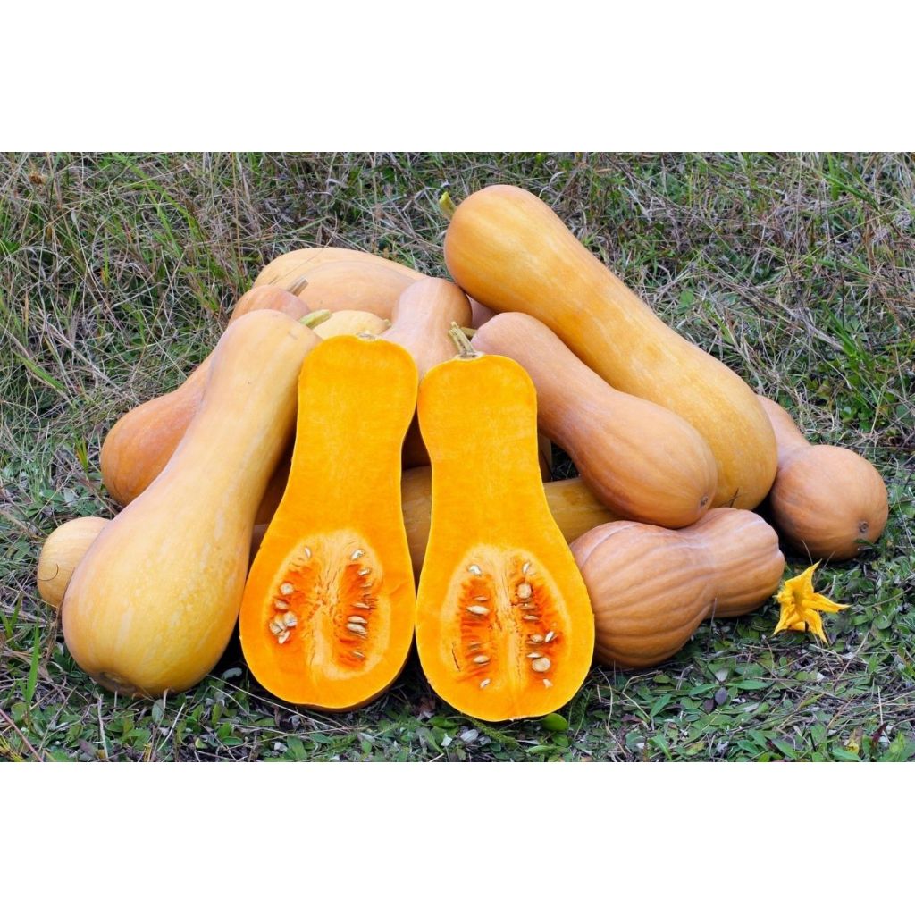 Zucca BUTTERNUT(1 pz 2kg) - LA SARACCA