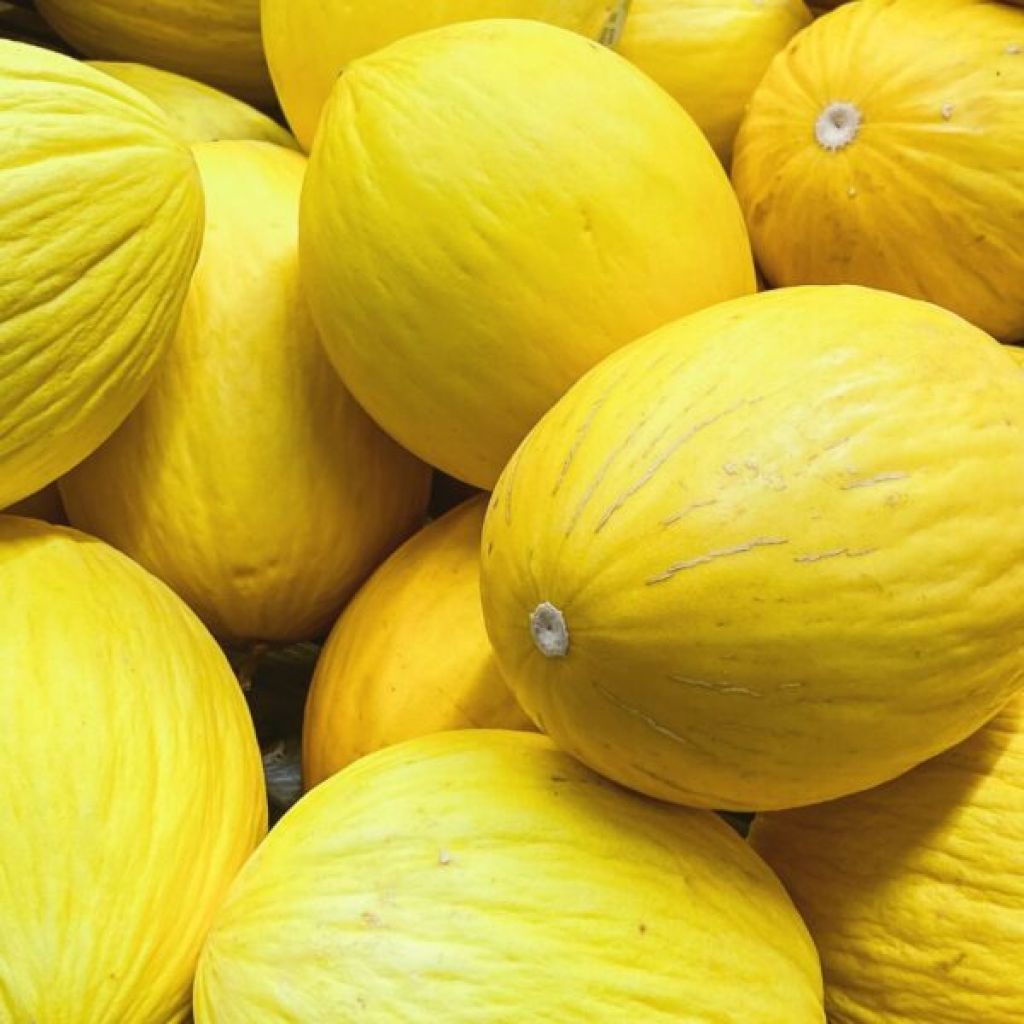 Melone giallo (1 pz - Kg. 2 circa) - LA SARACCA
