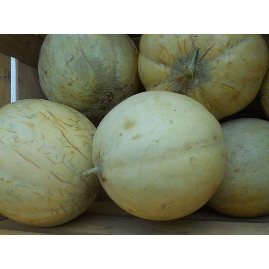 Melone liscio (1 pz - Kg. 1,50 circa) - LA SARACCA