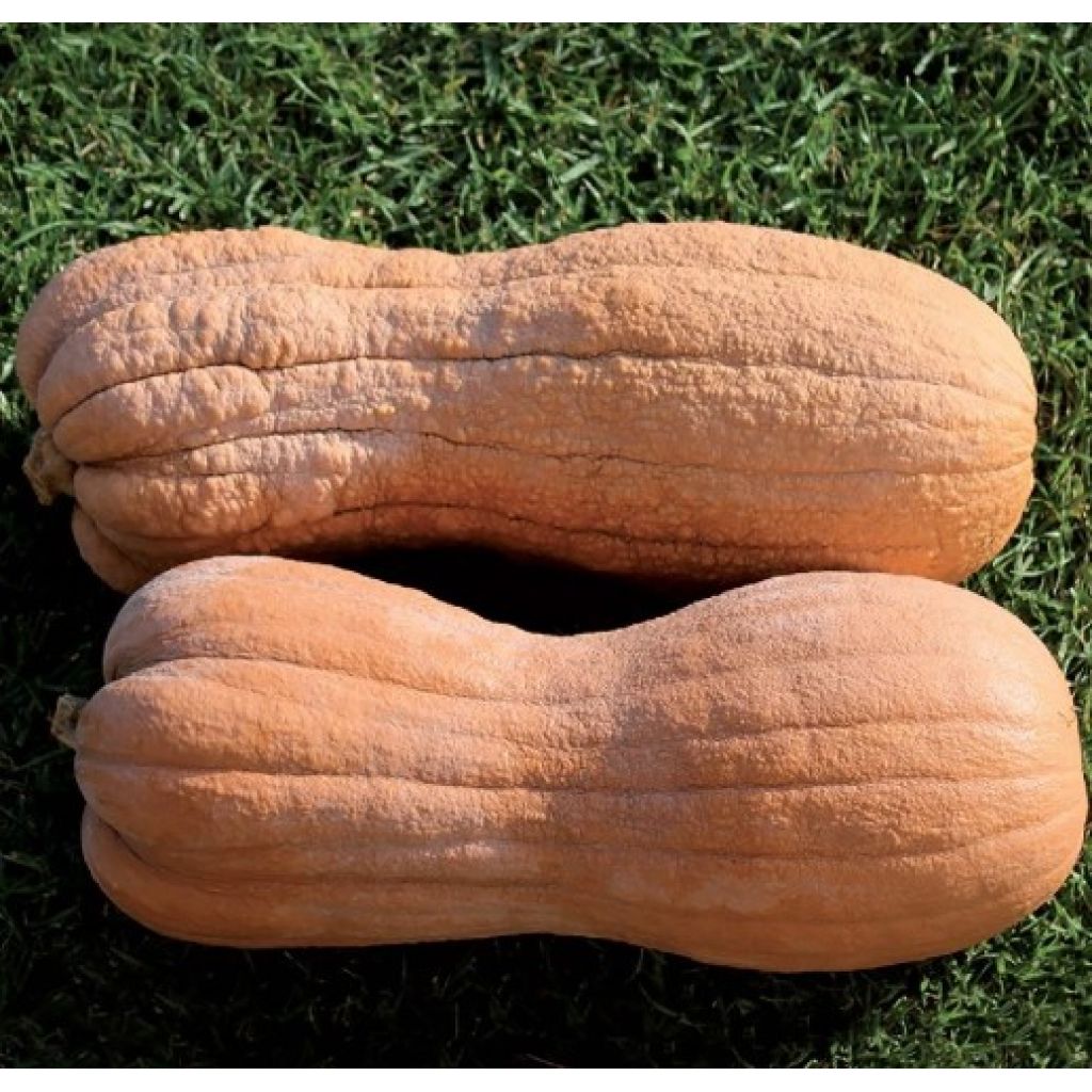 Zucca Violina (1 pz CIRCA 3KG) - LA SARACCA