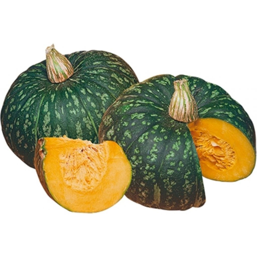 Zucca Delica (1 pz 1.5kg) - LA SARACCA