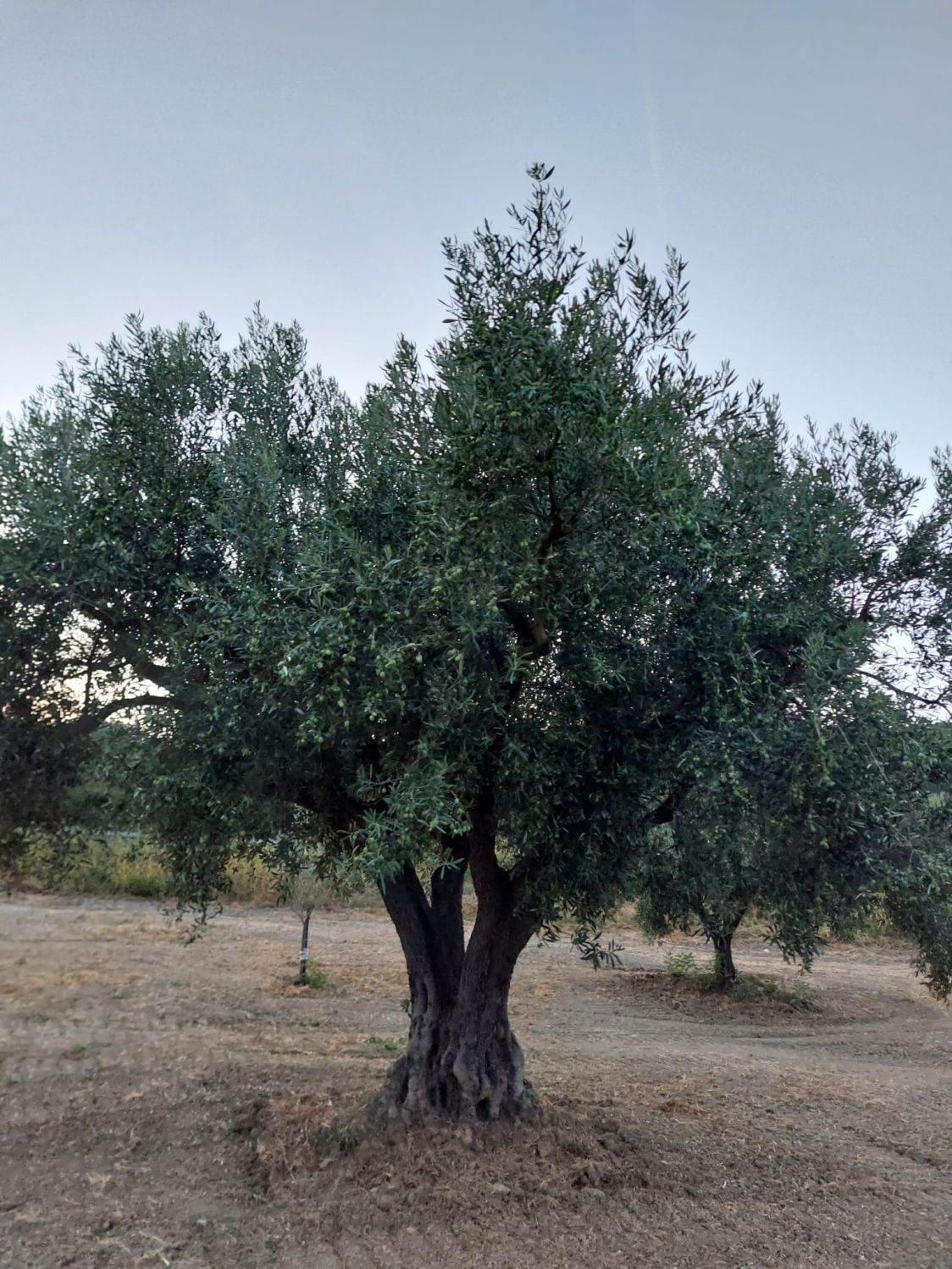 Azienda Agricola Mancuso Rosina in Colosimo