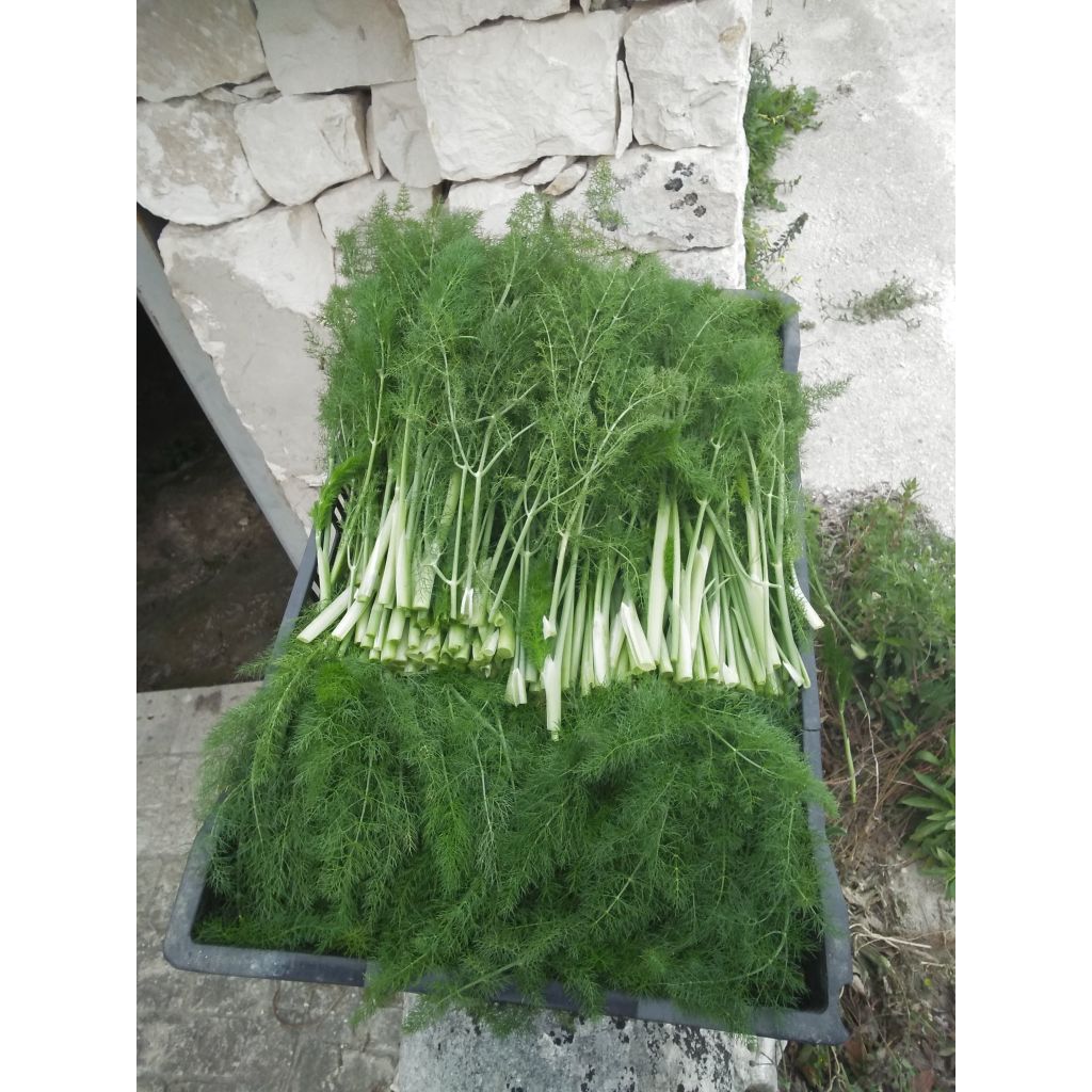 Finocchietto selvatico essiccato 30g