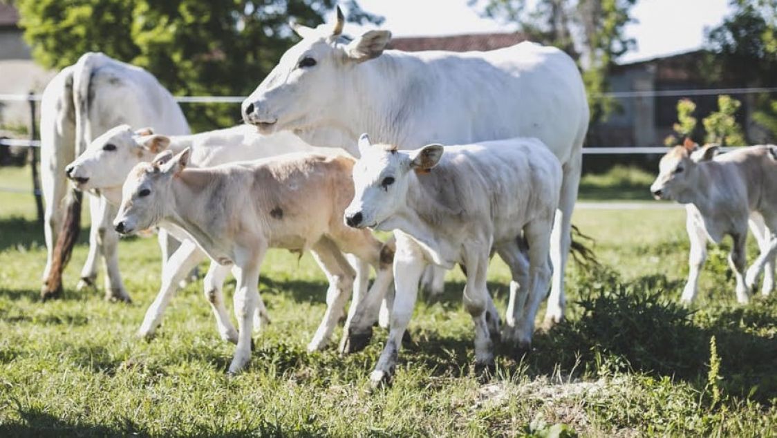 Azienda Agricola Cascina Speziana