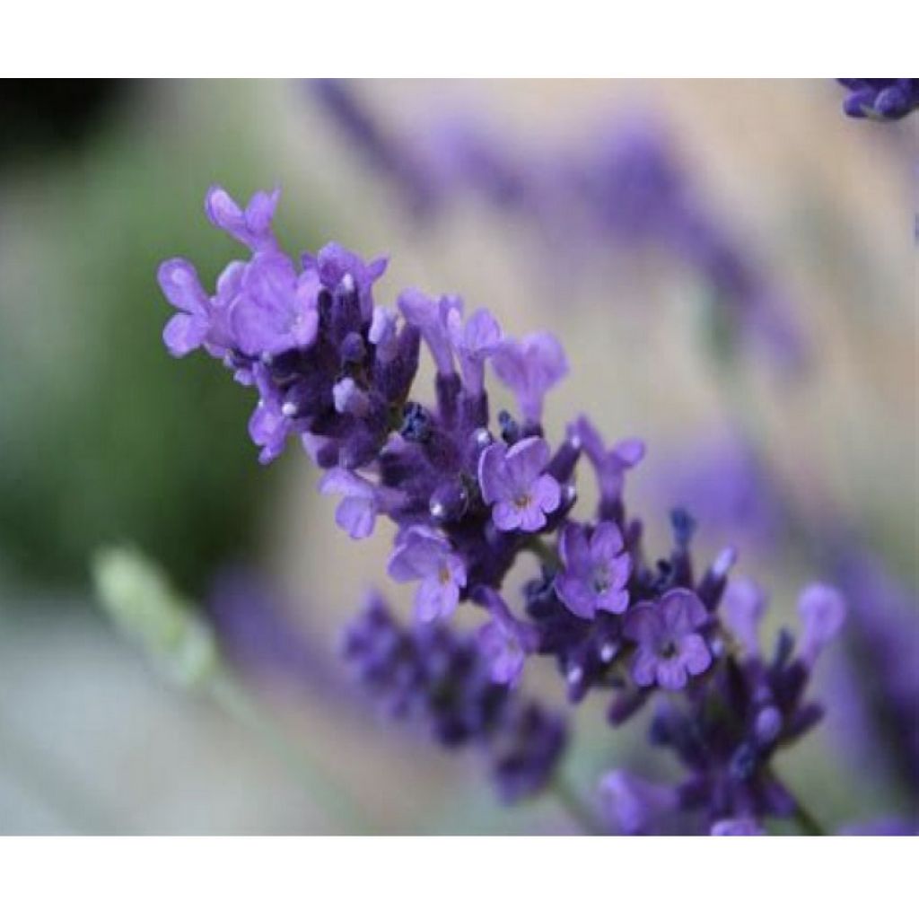 Olio corpo nutriente rilassante lavanda bio