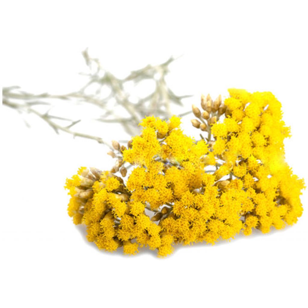 Siero viso pelli sensibili elicrisio