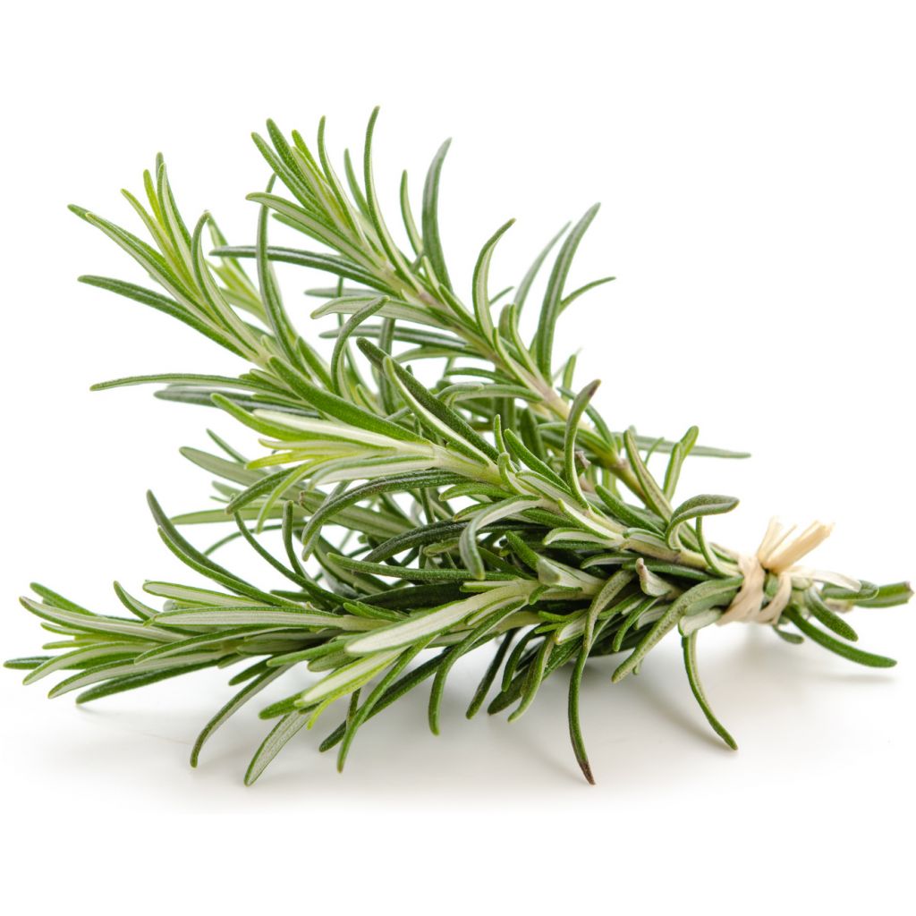 Olio essenziale rosmarino bio