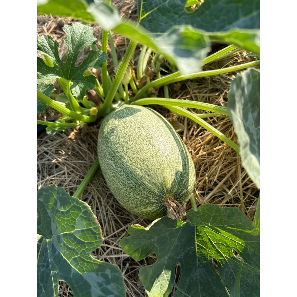 Cassetta di zucchini tondi - 5 kg