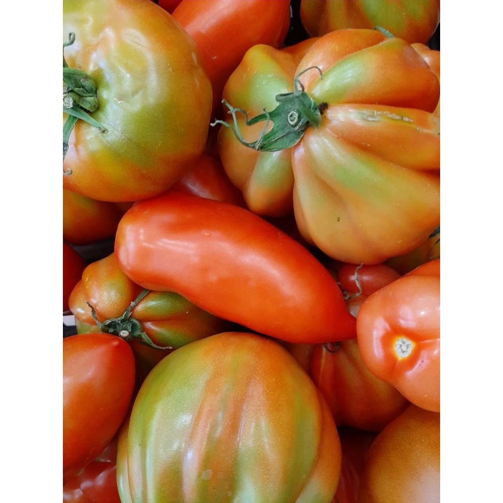 Pomodori misti da insalata 3kg circa