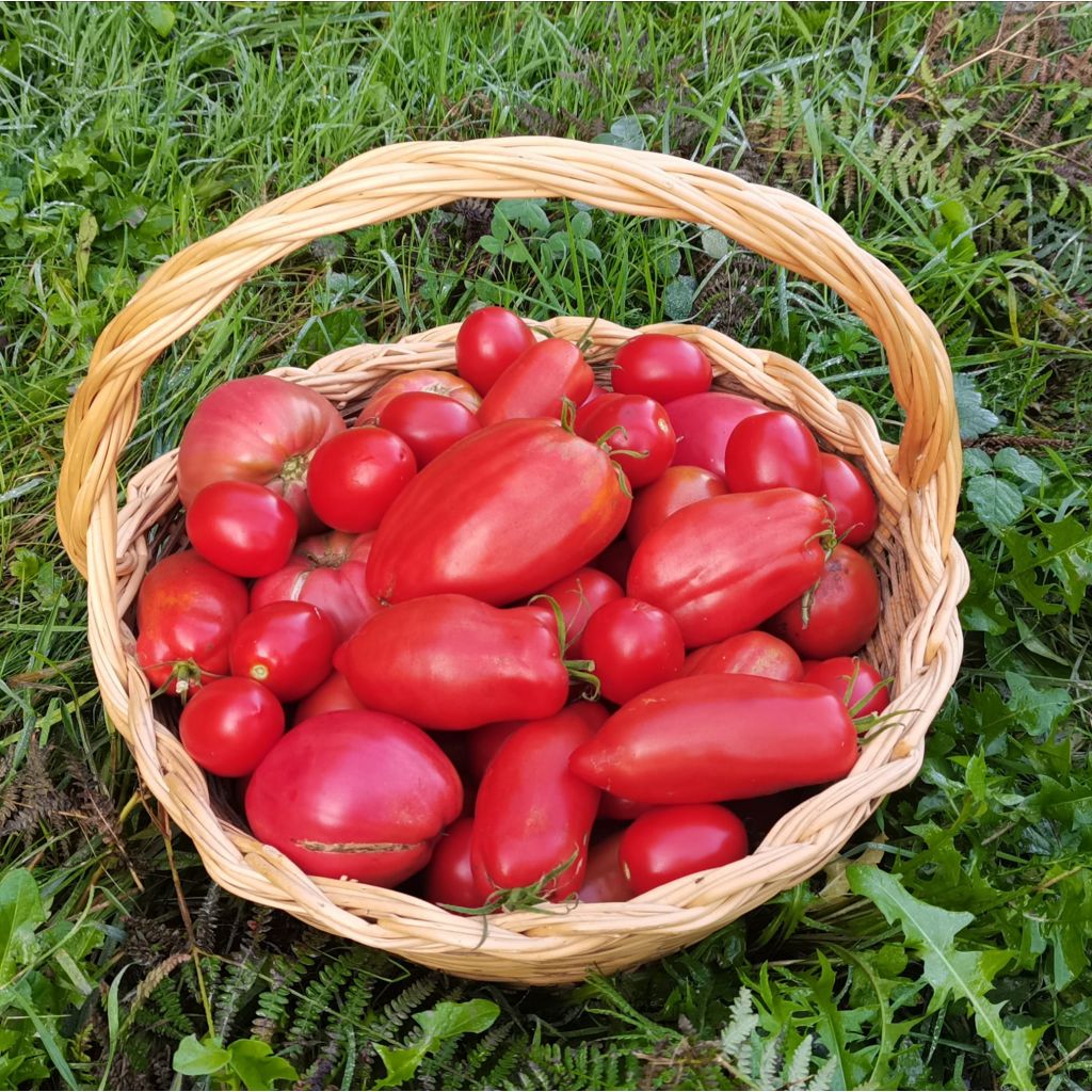Pomodori misti per pommarola 10kg