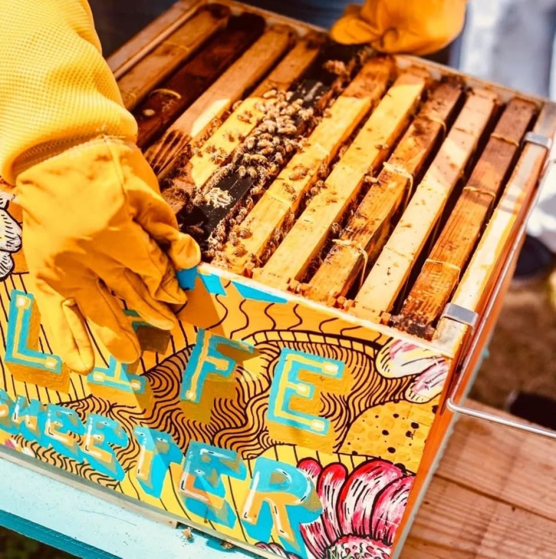 Apicoltura Giuliani di Giuliani Samuele