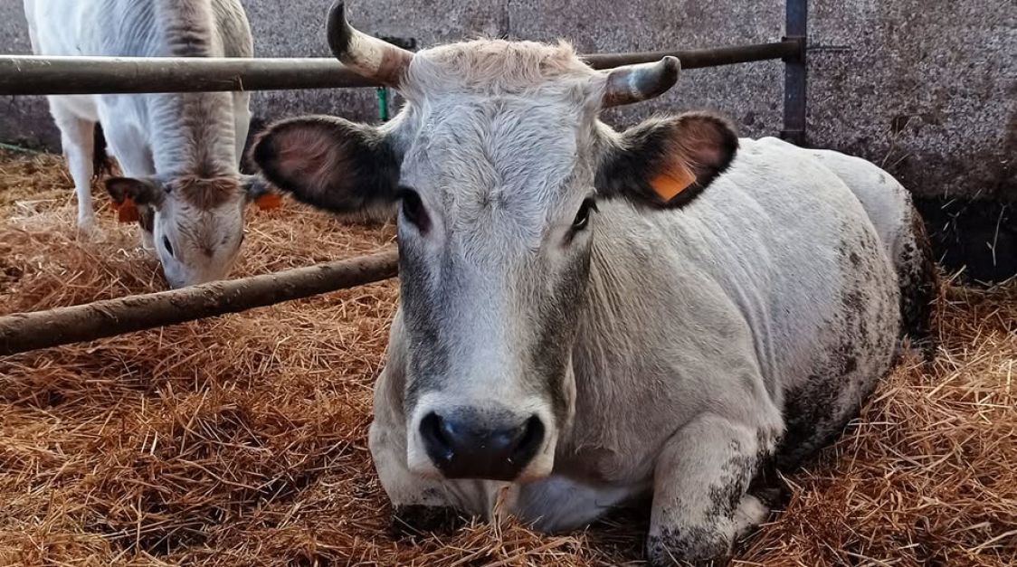 Società Agricola Agripiccola