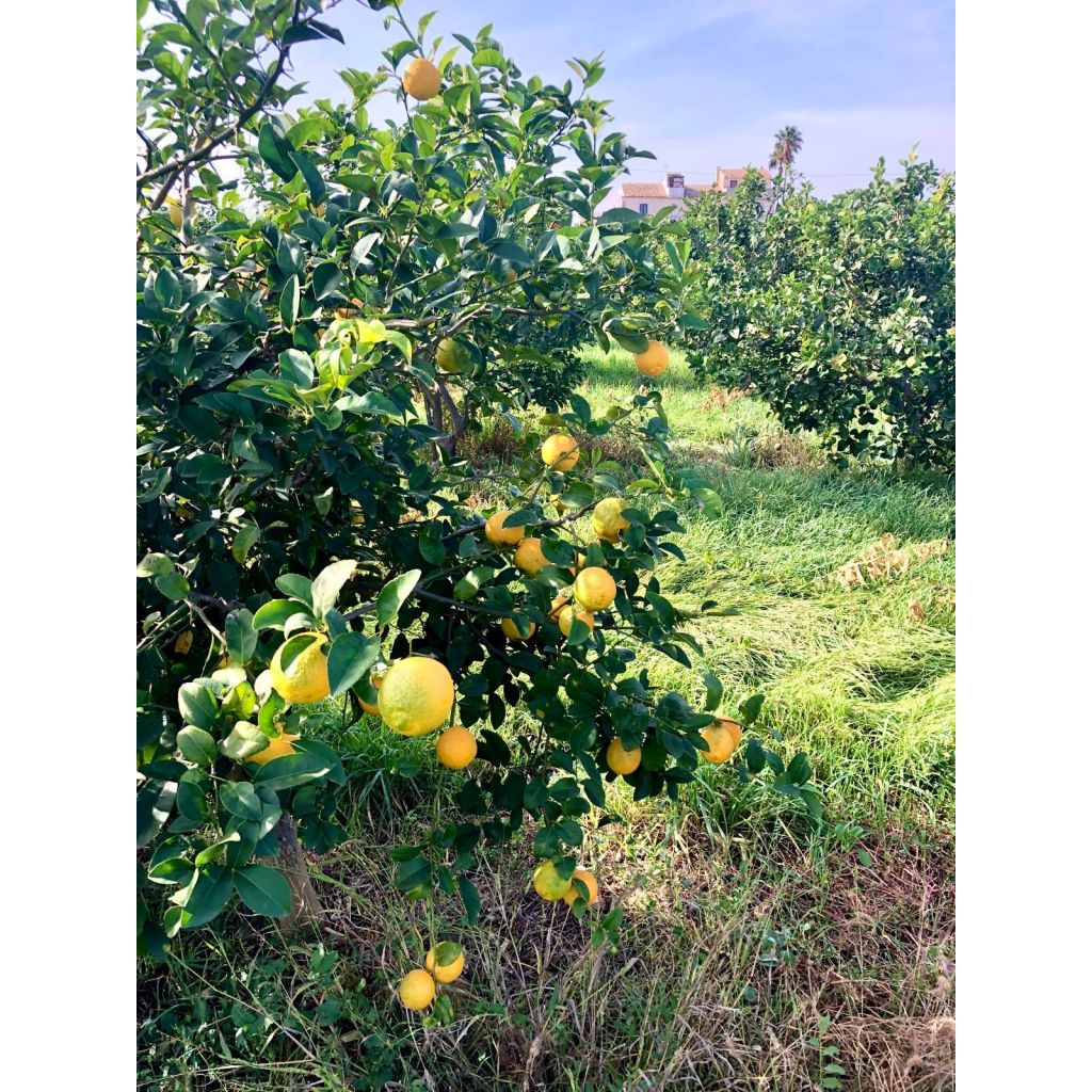 Cassetta limone Femminello Siracusano (2KR e Zagara Bianca) non trattati - 10kg