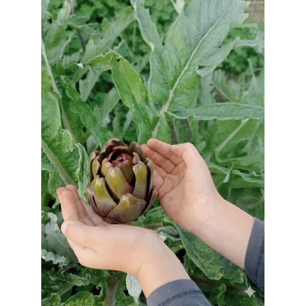 Casetta Carciofi Violetto di Provenza - 20 capolini - circa 3 kg