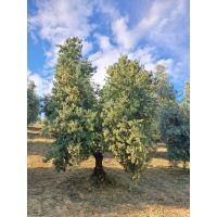 whatsapp image 20250520 at 22.30.33