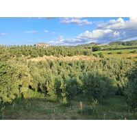 whatsapp image 20250624 at 22.06.01