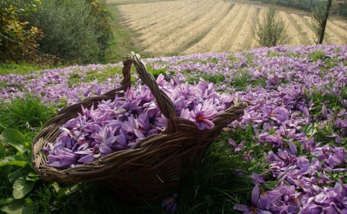ESSENZA NATURA DI LARA AMANTIA